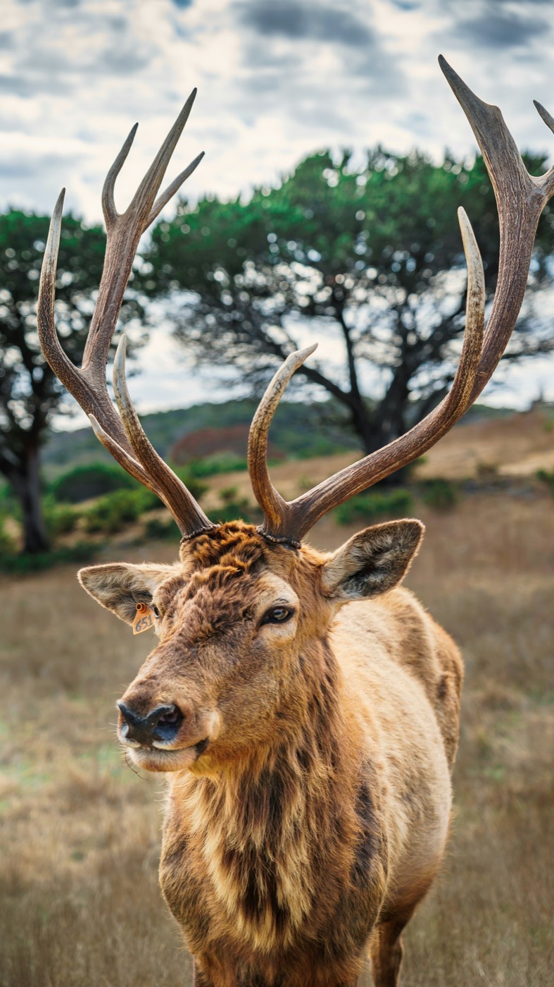 A stag in a meadow — sample media served by Stow